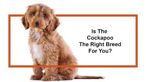 *pics of her beautiful first litter* extensively health tested f1 show cockapoo puppies available to reserve for their forever homes. Cockapoo Puppies Petland Carriage Place