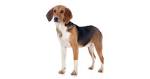 Beagle-Harrier vs Beagle - Breed Comparison | MyDogBreeds