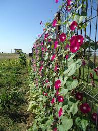Morning Glories On The Fence In The Vegetable Garden Morning Glory Morning Glory Plant Nasturtium