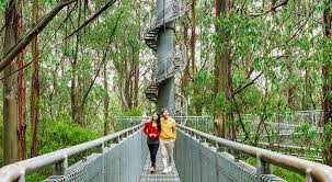 Kings park tree top walk (lotterywest federation walkway) otway treetop walk, victoria (also known as otway fly tree top walk) what sets this tree top walk apart: Otway Treetop Forest Adventure Walk