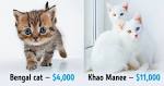 Khao Manee Cat Breed | Facts, Highlights & Buying Advice ...