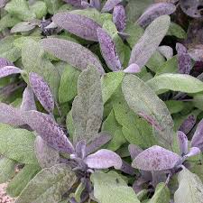 Image result for Acanthopale confertiflora