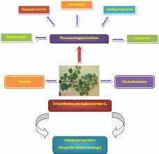 Image result for Trianthema salsoloides
