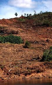 Only relevant to malaysia's soil as published by the. Threats To Borneo Forests Wwf