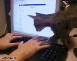 Gif lustig tiere / gif tiere (mit bildern) | tiere wild, dreamies de, süße tiere / go on to discover millions of awesome videos and pictures in thousands of other categories. Tiere In Der Arbeit Mit Diesen Office Pets Wirds Lustig Karriere At