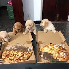 Pizza Party Tag Ya Gang Kiarathegoldenprincess Goldenretriever Goldenretrieverpuppy Labrador Cute Dogs And Puppies Baby Dogs Dogs And Puppies