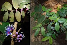 Image result for Memecylon sp. C