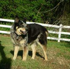 How To Stop A Cattle Dog Puppy Heeler From Biting Pethelpful