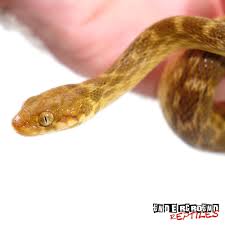 Madagascar Cat Eye Snakes For Sale Underground Reptiles Underground Reptiles Snake Snakes For Sale