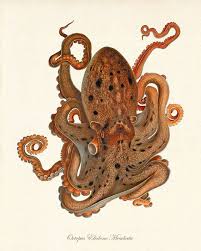 Octopus Art Nautical Art Print Set Ocean Life Art Natural History Art Ocean Decor Nature Print Ocean Print Home Decor Wall Art Sea Art Print Mit Bildern Koralle Kunst Lebenskunst Oktopus