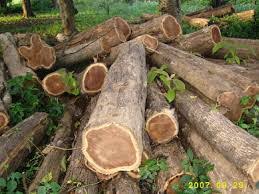 انواع الاخشاب المستخدمة في صناعة الاثاث