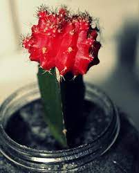 Grafted cactus about 3.0 tall with a fire engine red g. Ruby Ball Cactus Growing Grafted Ruby Ball Cactus Ruby Ball Cactus Grafted Cactus Cactus Flower