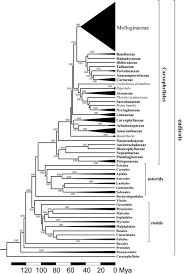 Image result for Pharnaceum brevicaule