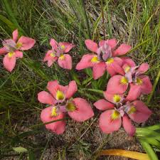 Image result for Moraea tanzanica