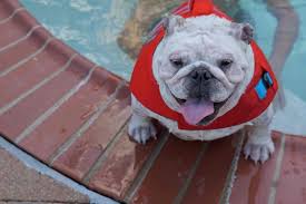 Hello and welcome to the frenchie world, the place to find all frenchie inspired things. Best Life Jacket For English Bulldog In 2020 Let Em Swim Life Jacket Expert