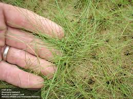 Image result for Eleocharis brainii
