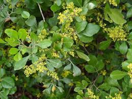 Image result for Searsia lucida