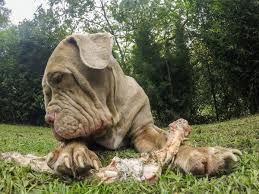 Neopolitan mastiff baby animals cute animals. Feeding A Neapolitan Mastiff Thriftyfun