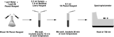 Check spelling or type a new query. Https Assets Thermofisher Com Tfs Assets Lsg Manuals Man0011229 Mod Lowry Protein Asy Ug Pdf