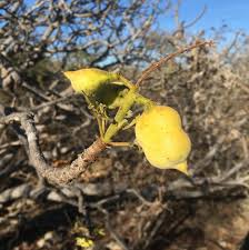 Image result for Erythrophysa