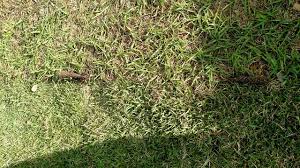 The best times to plant zoysia grass are in late spring (once all chances of frost have passed) to early summer. Can I Mix Centipede And Some Variety Of Zoysia Grass And Have It Not Be Noticable Page 1 The Lawn Forum