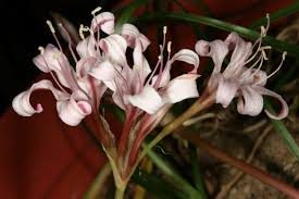 Image result for Ammocharis