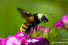 Image result for Bombus balteatus