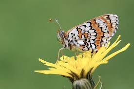 Image result for Melitaea cinxia