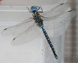 Black And Blue Dragonfly Meaning Black Blue Dragonfly Rhionaeschna Multicolor Blue Dragonfly Dragonfly Blue Black