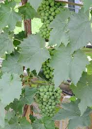 Image result for Vitis vinifera