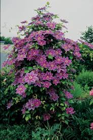 We did not find results for: Clematis Dr Ruppel Friedrich M Westphal Clematiskulturen
