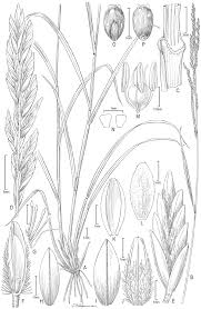 Image result for Brachyachne patentiflora