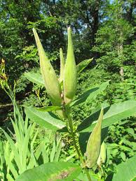 Fast shipping · deals of the day · shop our huge selection Photo Of The Seed Pods Or Heads Of Purple Milkweed Asclepias Purpurascens Posted By Greenthumb99 Garden Org