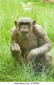 Check spelling or type a new query. Chimpanzee With Alopecia Stock Photo Alamy