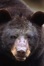 How long do bears hibernate different species of bears hibernate for slightly different lengths of time, based mostly on their climate. Bear Essentials Of Hibernation Nova Pbs