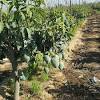 Mango is the king of all fruits. Https Encrypted Tbn0 Gstatic Com Images Q Tbn And9gcrfnbz7eomtfzozgkcsieb0lriarqimpvntxplmbee Usqp Cau