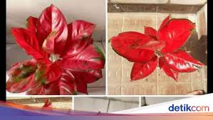 Kategori dari tanaman hias sendiri ada banyak, misalnya tanaman hias bunga, tanaman hias daun, tanaman hias outdoor, tanaman hias indoor, juga tanaman hias untuk bunga potong. Waspada Marak Penipu Jual Beli Tanaman Hias Di Medsos