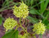 Image result for Smilax anceps