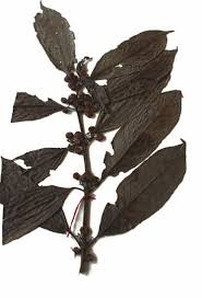 Image result for Galiniera saxifraga