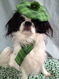 St Patrick S Day Dog Hat And Scarf Set Irish Green Plaid For Pets Diy Dog Costumes Pet Costumes Irish Dog