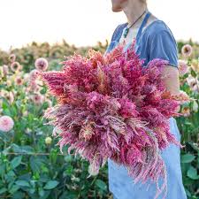 Image result for Celosia