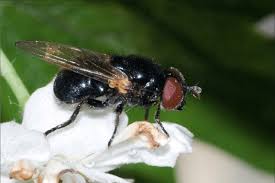Maybe you would like to learn more about one of these? Female Psilota Anthracina Taken At Planken Wambuis The Netherlands Download Scientific Diagram