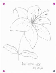 Flower Drawings Tips How To Draw A Star Lily Yahoo Image Search Results Instructions To Draw A Tiger Lily Flower In 2020 Lilies Drawing Flower Drawing Drawing Stars