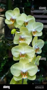 Image result for Orchidaceae