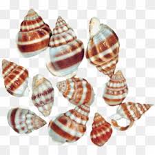 Image information image title : Snail Png Transparent For Free Download Pngfind