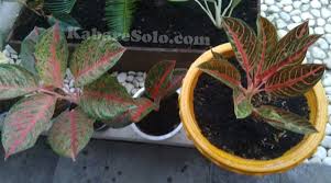 Daun kering yg telah jatuh. 7 Kesalahan Sepele Berakibat Fatal Yang Bikin Aglaonema Rusak Parah Kabare Solo