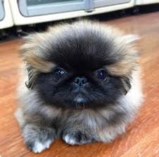 I Would Have To Name Him Gizmo Pekingese Puppies Beautiful Dogs Pekingese Dogs