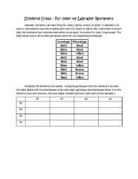 Dihybrid cross worksheet with answer key : Dihybrid Cross Worksheet Teachers Pay Teachers
