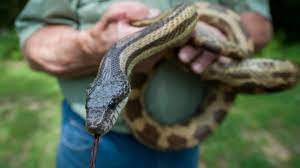 You've heard about snakes on a curious about other snake related articles? Keep Snakes Away With These Simple Steps