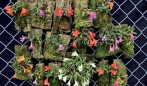 Image result for Calyptrochilum